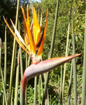 Strelitzia juncea | Narrow Leaved Bird of Paradise | Crane Flower | 20_Seeds