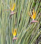 Strelitzia juncea | Narrow Leaved Bird of Paradise | Crane Flower | 20_Seeds