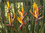 Strelitzia juncea | Narrow Leaved Bird of Paradise | Crane Flower | 20_Seeds