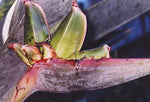 Strelitzia reginae Miniatures | 5_Seeds