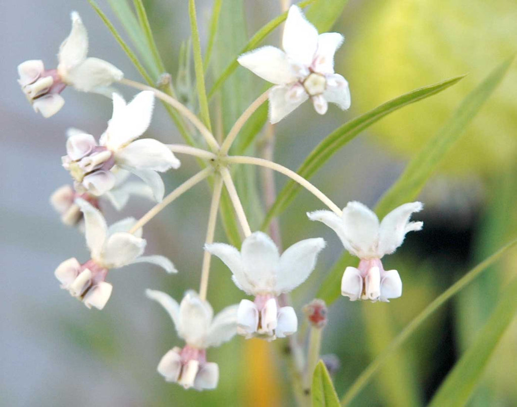 swan plant seed dispersal Gomphocarpus fruticosus | Swan Plant Milkweed | Tennis Ball Bush