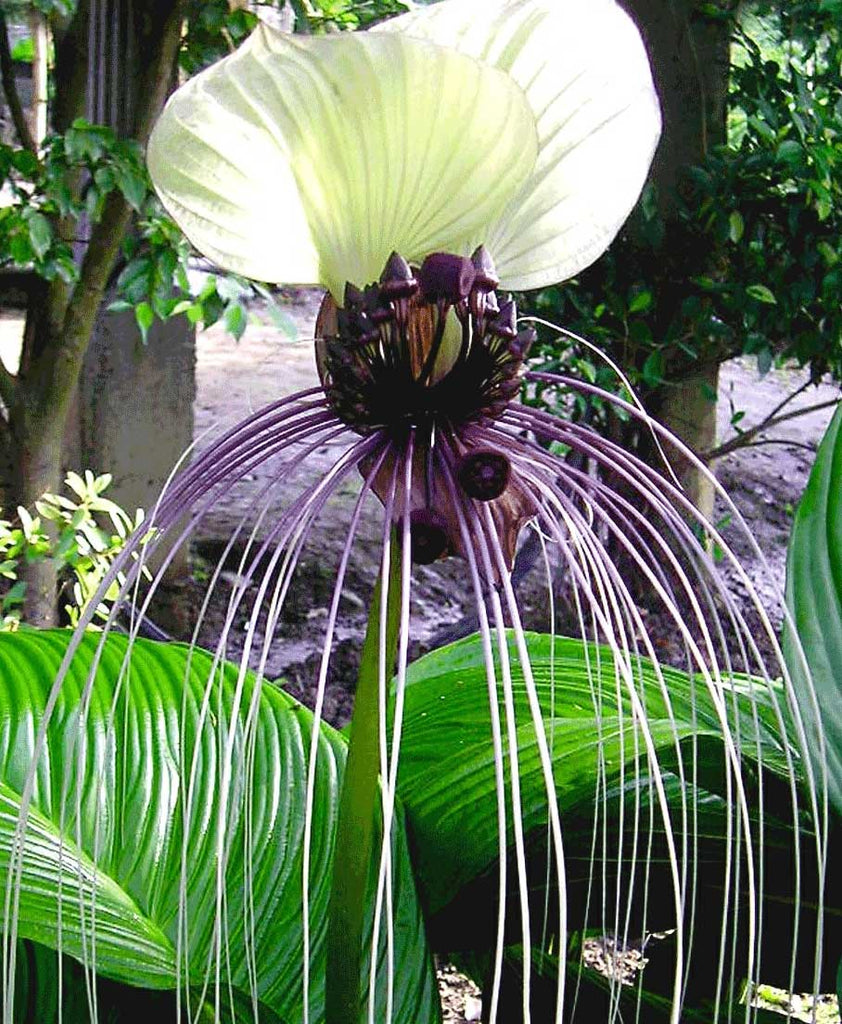 bat lily flower Tacca chantrieri White | Nivea | Bat Head Flower Lily