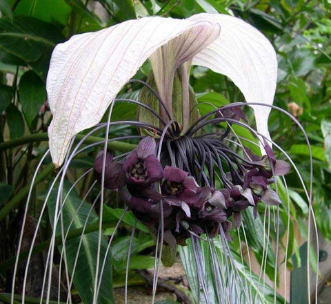 bat flower lily Tacca chantrieri White | Nivea | Bat Head Flower Lily