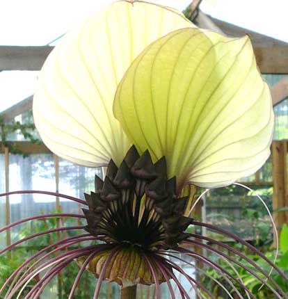 white bat lily Tacca chantrieri White | Nivea | Bat Head Flower Lily