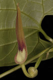 Aristolochia tagala | Indian Birthwort | 50_Seeds