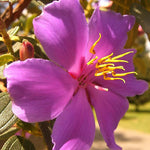 Tibouchina lepidota | Andean Princess Flower | Glory Bush | Lasiandra| 100_Seeds