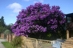 Tibouchina lepidota | Andean Princess Flower | Glory Bush | Lasiandra| 100_Seeds