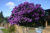 Tibouchina lepidota | Andean Princess Flower | Glory Bush | Lasiandra| 100_Seeds