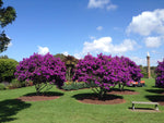Tibouchina lepidota | Andean Princess Flower | Glory Bush | Lasiandra| 100_Seeds