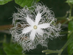 Trichosanthes cucumerina Anguina | Short Snake Gourd | 5_Seeds