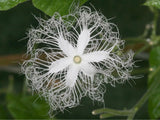Trichosanthes cucumerina Anguina | Short Snake Gourd | 5_Seeds