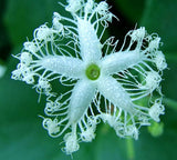 Trichosanthes cucumerina Anguina | Short Snake Gourd | 5_Seeds