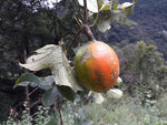 Trichosanthes lepiniana | Snake Gourd | 5_Seeds