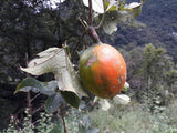Trichosanthes lepiniana | Snake Gourd | 5_Seeds