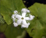Trichosanthes lepiniana | Snake Gourd | 5_Seeds