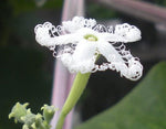 Trichosanthes lepiniana | Snake Gourd | 5_Seeds