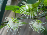 Passiflora trifasciata | Tri-colored Passion Vine | 20_Seeds