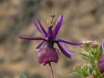 Passiflora umbilicata | 5_Seeds