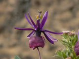 Passiflora umbilicata | 5_Seeds