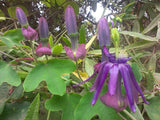 Passiflora umbilicata | 5_Seeds