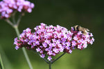 Verbena bonariensis | Purpletop Tall Vervain | Clustertop | 200_Seeds