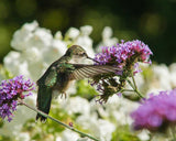 Verbena bonariensis | Purpletop Tall Vervain | Clustertop | 200_Seeds