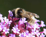 Verbena bonariensis | Purpletop Tall Vervain | Clustertop | 200_Seeds