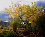 Ptelea trifoliata | Hoptree | Stinking Ash | Wafer Ash | 20_Seeds