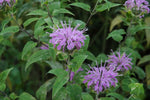 Monarda fistulosa Wahpe Washtemna | 100_Seeds