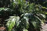 Wallichia oblongifolia | Dwarf Wallichs Fishtail Himalayan Palm | 20_Seeds
