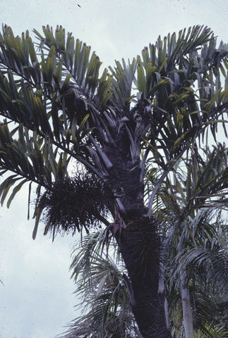 Wallichia oblongifolia | Dwarf Wallichs Fishtail Himalayan Palm | 20_Seeds