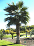 Washingtonia robusta | Mexican fan palm | Skyduster | 10_Seeds