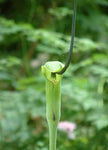 Arisaema tortuosum | Whipcord Cobra Lily | 10_Seeds