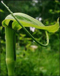 Arisaema tortuosum | Whipcord Cobra Lily | 10_Seeds