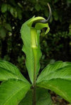 Arisaema tortuosum | Whipcord Cobra Lily | 10_Seeds