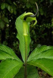 Arisaema tortuosum | Whipcord Cobra Lily | 10_Seeds