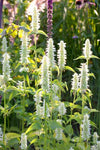 Agastache rugosa Alba | Liquorice White Anise Hyssop | Snow Spike | 50_Seeds