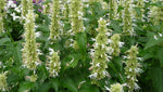Agastache rugosa Alba | Liquorice White Anise Hyssop | Snow Spike | 50_Seeds