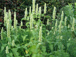 Agastache rugosa Alba | Liquorice White Anise Hyssop | Snow Spike | 50_Seeds