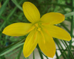 Zephyranthes citrina | Yellow Fairy Lily | Citron Zephyr | 10_Seeds