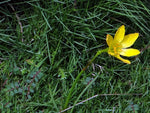 Zephyranthes citrina | Yellow Fairy Lily | Citron Zephyr | 10_Seeds