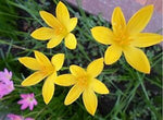 Zephyranthes citrina | Yellow Fairy Lily | Citron Zephyr | 10_Seeds