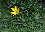 Zephyranthes citrina | Yellow Fairy Lily | Citron Zephyr | 10_Seeds