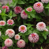 Zinnia elegans Swizzle Cherry and Ivory | 10_Seeds