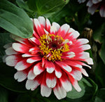 Zinnia elegans Swizzle Cherry and Ivory | 10_Seeds