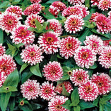 Zinnia elegans Swizzle Cherry and Ivory | 10_Seeds
