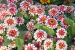 Zinnia elegans Swizzle Cherry and Ivory | 10_Seeds